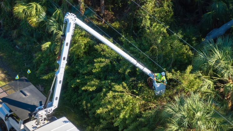 Crane Tree Removal
