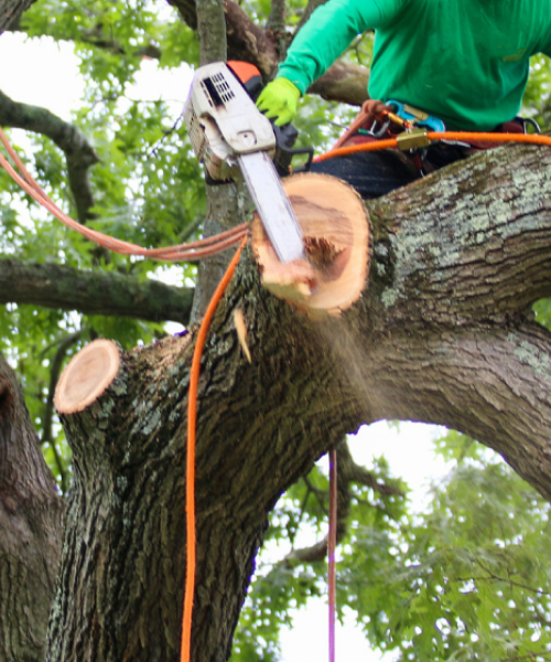 H and H Tree Service about image
