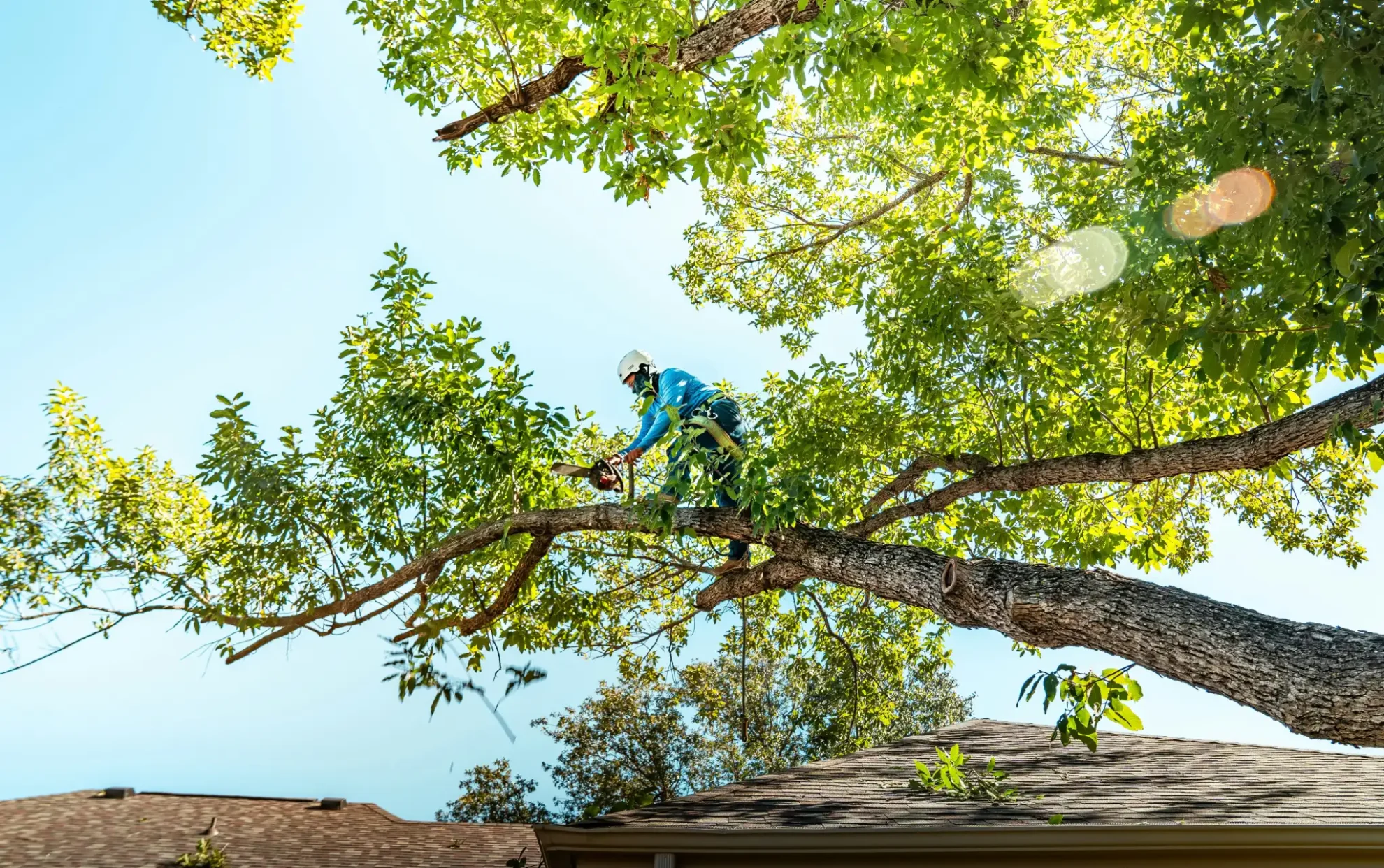 H and H Tree Service bg image
