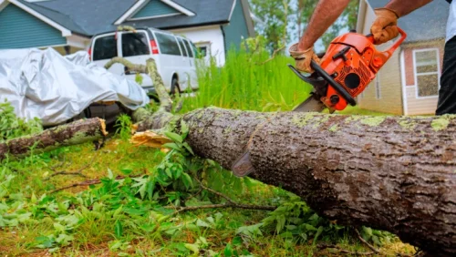 Hazardous Tree Removal