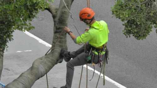 Spikeless Tree Climbing