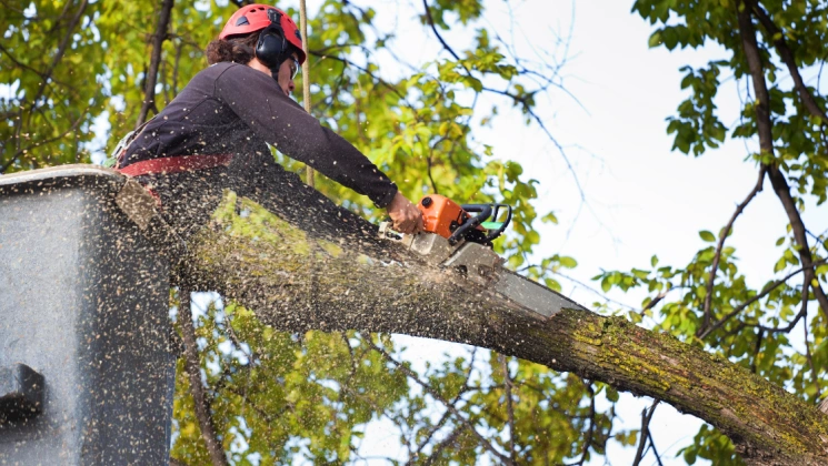 Tree Services