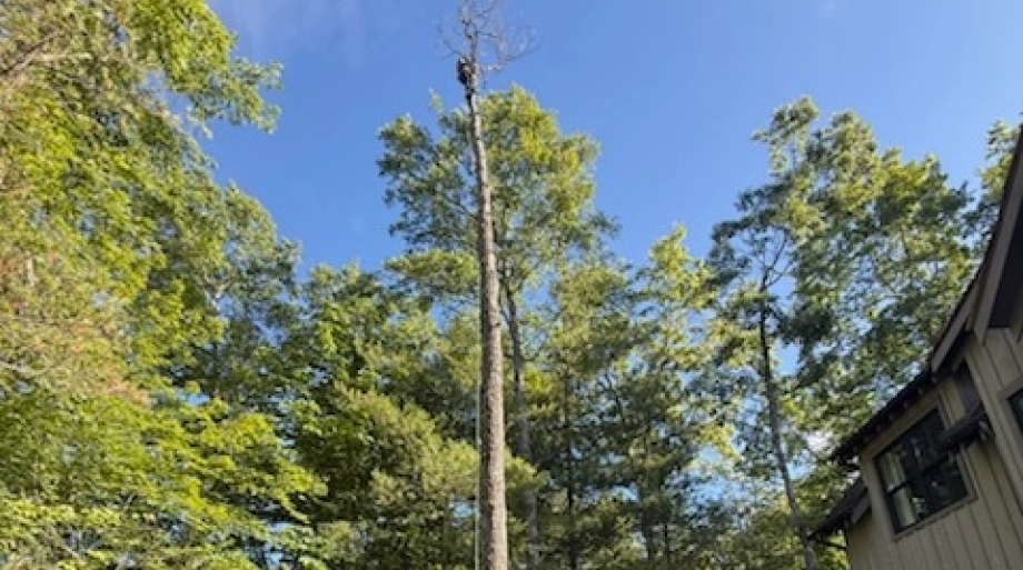 Hazardous Tree Removal in Cashiers, NC