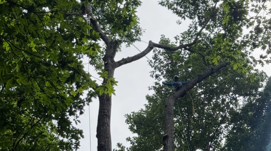 Professional Tree Services in Cashiers, NC