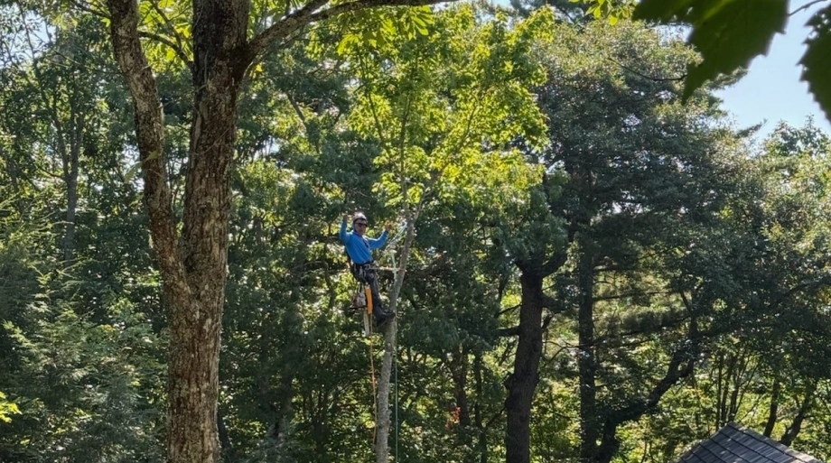 Spikeless Tree Climbing in Cashiers, NC