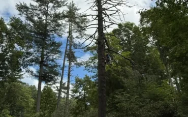 Tree Service Company in Cashiers, NC (2)
