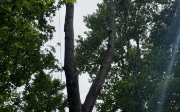 Tree Service Company in Cashiers, NC (6)